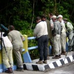 Bridge Birding Stop Bridge Birding Stop