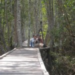 Forest Bridge Forest Bridge