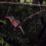 Green Back kingfisher Green Back kingfisher
