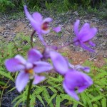Orchid Orchid