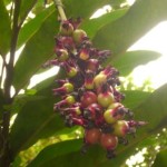 Wild Fruit Wild Fruit