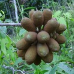 Wild fruit on Halmahera Wild fruit on Halmahera