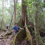 Birding Kalimantan at Tree Birding Kalimantan at Tree
