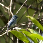 Island flycatcher Island flycatcher