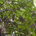 Ochre Bellied Boobook