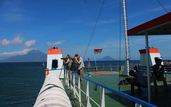 Sulawesi and Halmahera Birding Tours