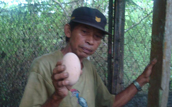 Maleo's egg