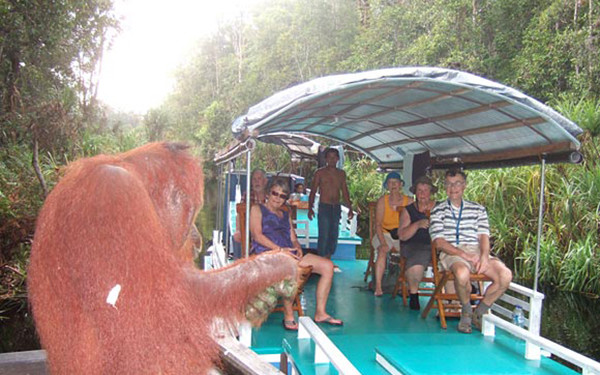 Orangutan welcomes