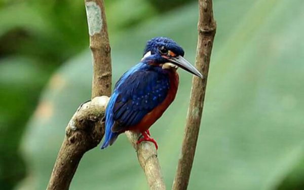 Birdwatching and Cultures Tours on Bali Island and Baluran NP Eastern of Java (7 Days / 6 Nights)
