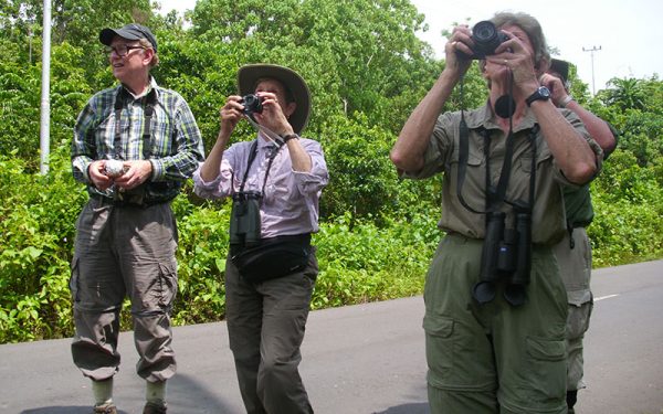 Birdwatching Tours on Ambon, Buru, Yamdena, Tanimbar, Saumlaki, Kai Besar, Seram 22 Days / 21 Nights
