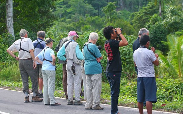 Birdwatching Tours on Halmahera Island incl. Gunung Uni uni, Foli, Kali Batu Putih, Tobelo and Galela (6 Days / 5 Nights)