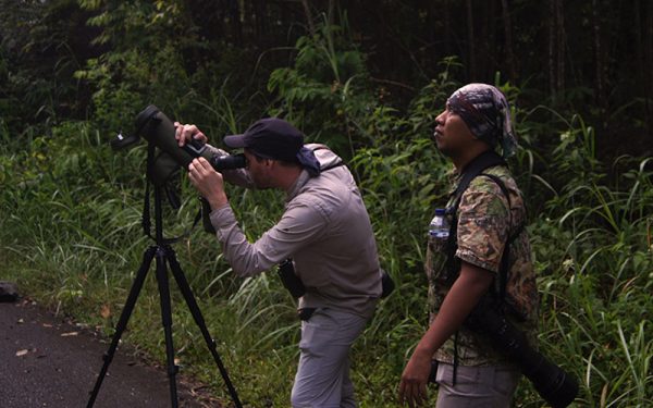 Sumatera The Leuser Ecosystem Rainforest
