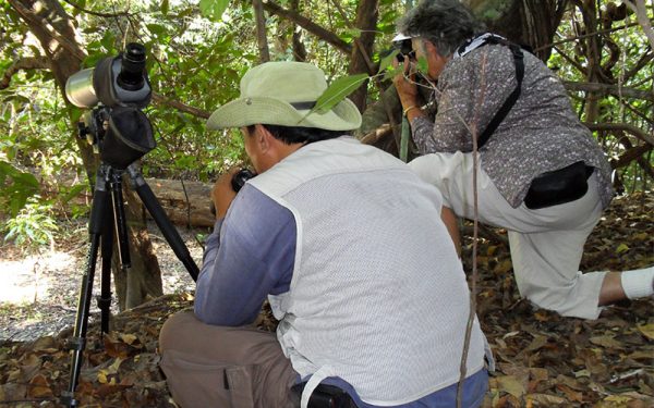 Sorong and Waigeo Island Birding Tours (9 Days / 8 Nights)