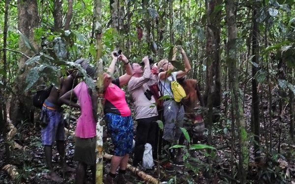 Klasow, Arfak, Salawati, Batanta, Kofiau and Raja Ampat Birding Tours (15 Days / 14 Nights)