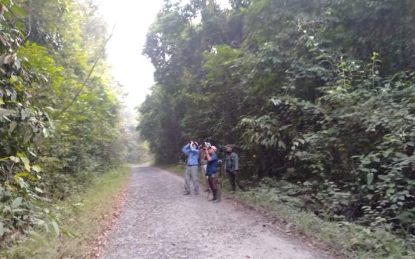 gunung-kerinci-and-sumatera-birding-tours-10