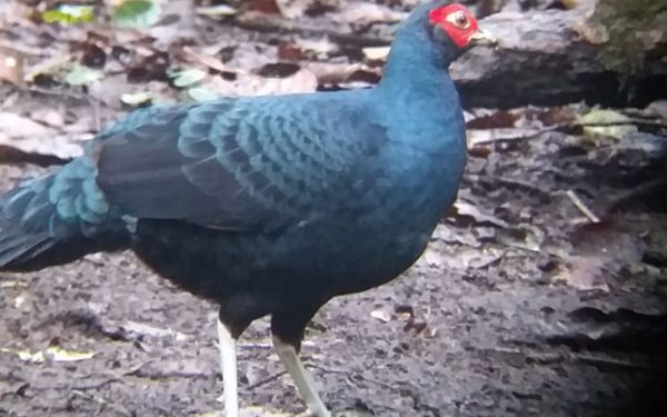 Peter Roberts Birding Tours to Gunung Gede on West Java and Kerinci Seblat National Park includeded Tapan Road on Jambi, and the Waykambas NP on Lampung