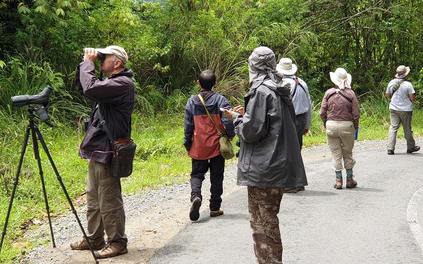Sumatera Birwatching Tours on Jambi, West Sumatera and Way Kambas (14 Days / 13 Nights)