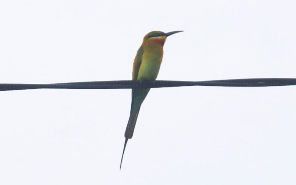 Blue Tailed Bee eater