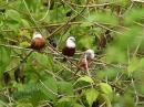View The Bird Watching Pictures Album