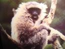 View The Wild Animals Album