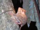 View The Tangkoko Nature reserve Album